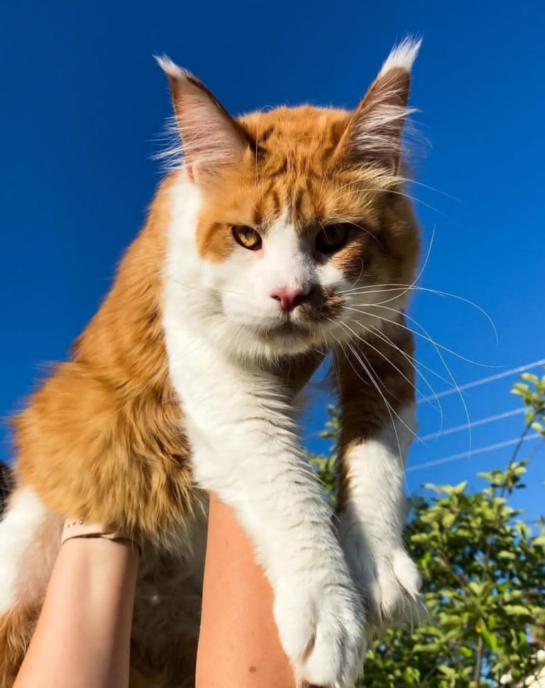 Buy Maine Coon Kittens in Alabama
