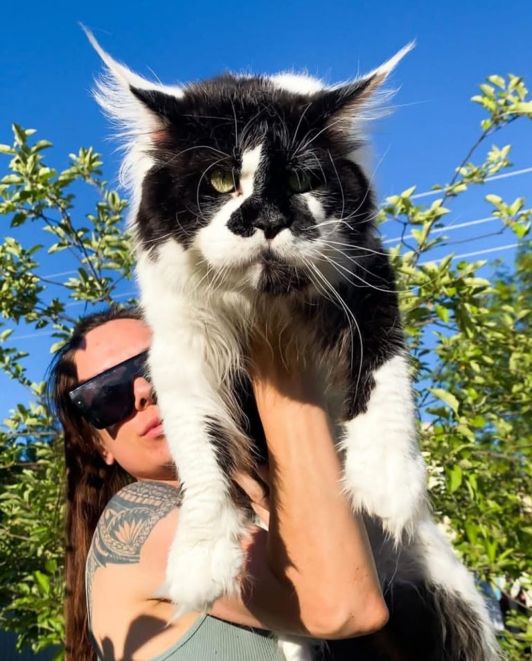 Buy Maine Coon Kittens in Alabama