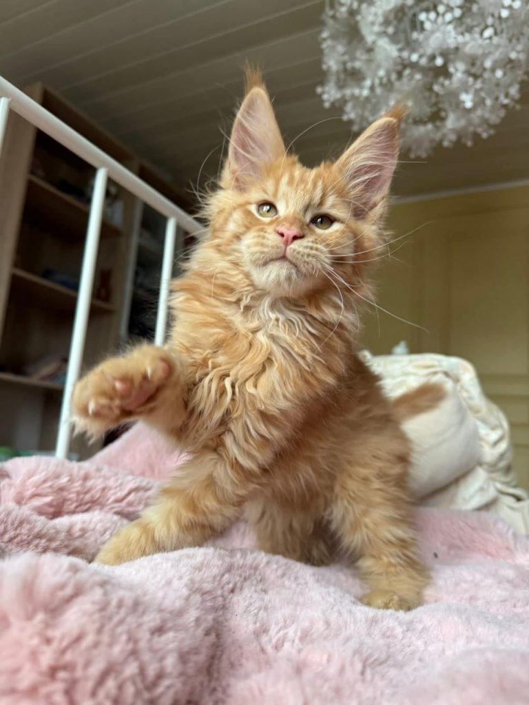 giant maine coon kittens for sale in ohio