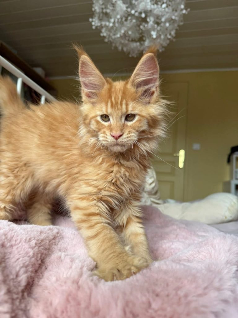 Maine Coon Kittens for Sale Ohio