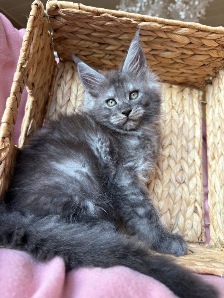 giant maine coon kittens for sale in ohio