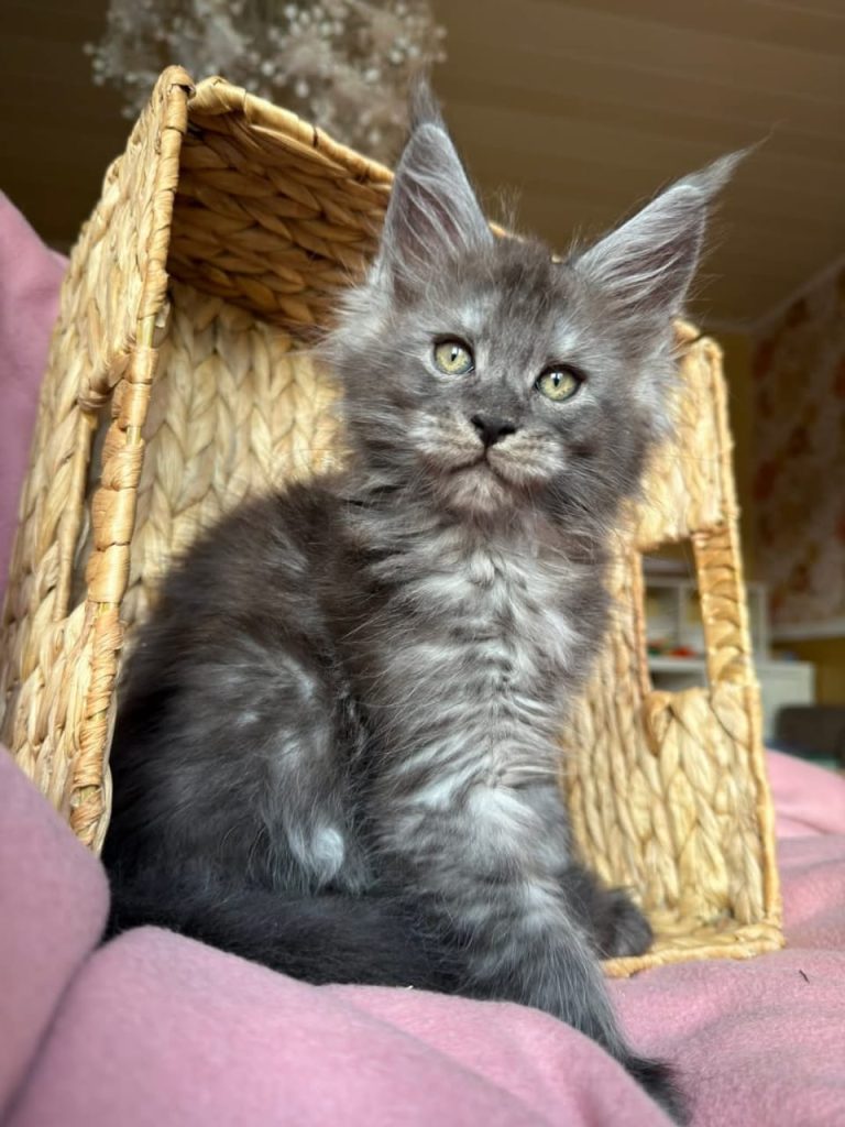 Maine Coon Kittens for Sale Ohio