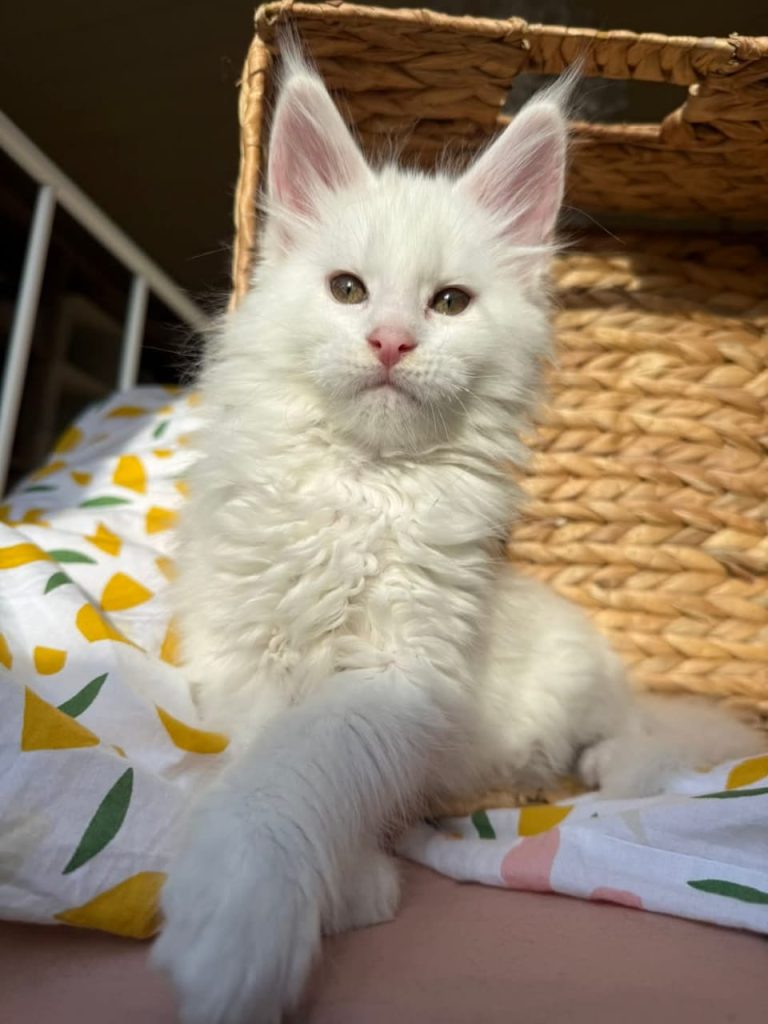 giant maine coon kittens for sale in ohio
