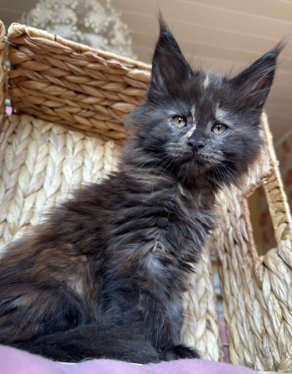 giant maine coon kittens for sale in ohio