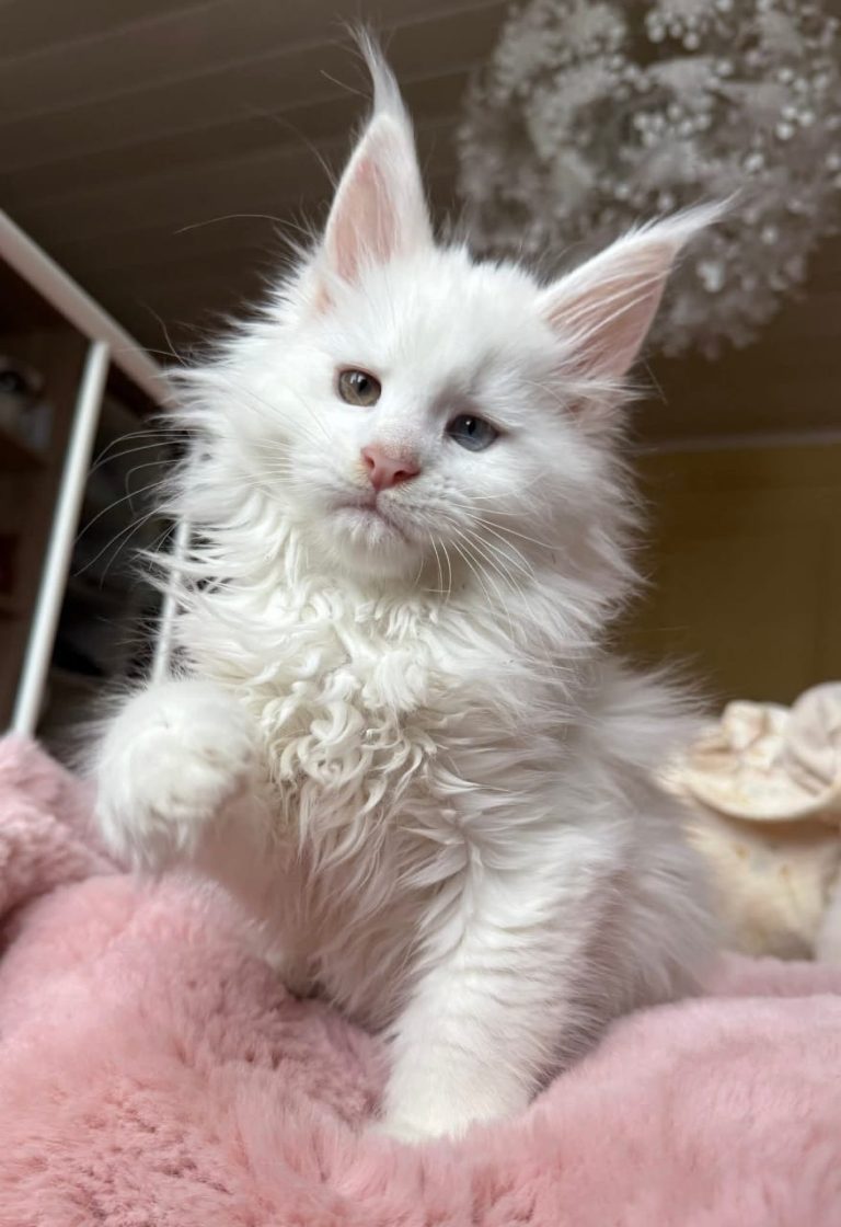 giant maine coon kittens for sale in ohio