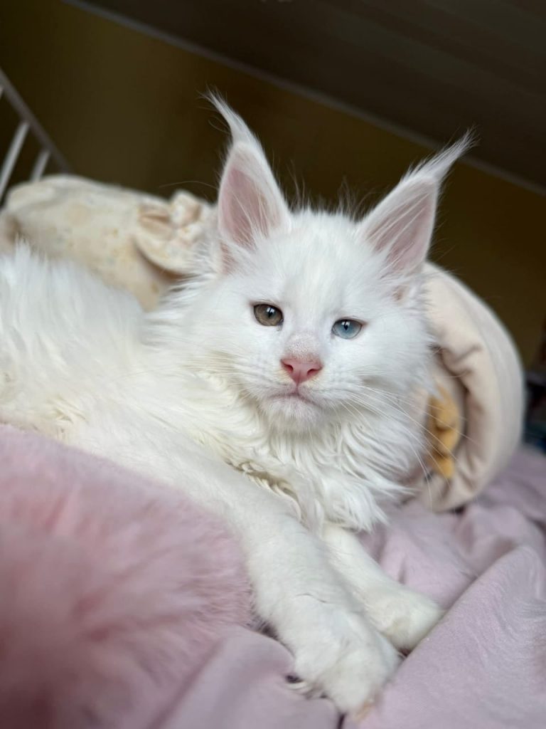 giant maine coon kittens for sale in ohio