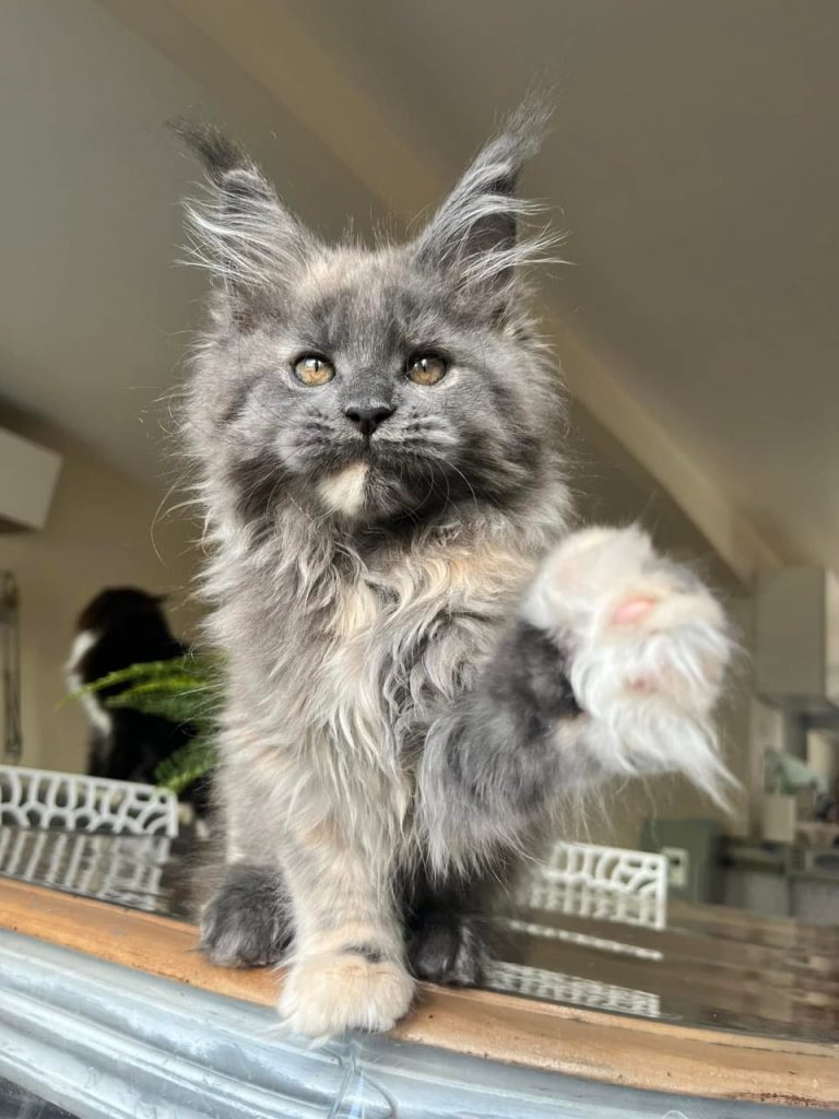 giant maine coon kittens for sale in ohio