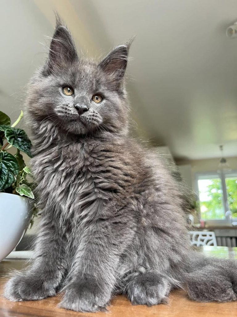 giant maine coon kittens for sale in ohio