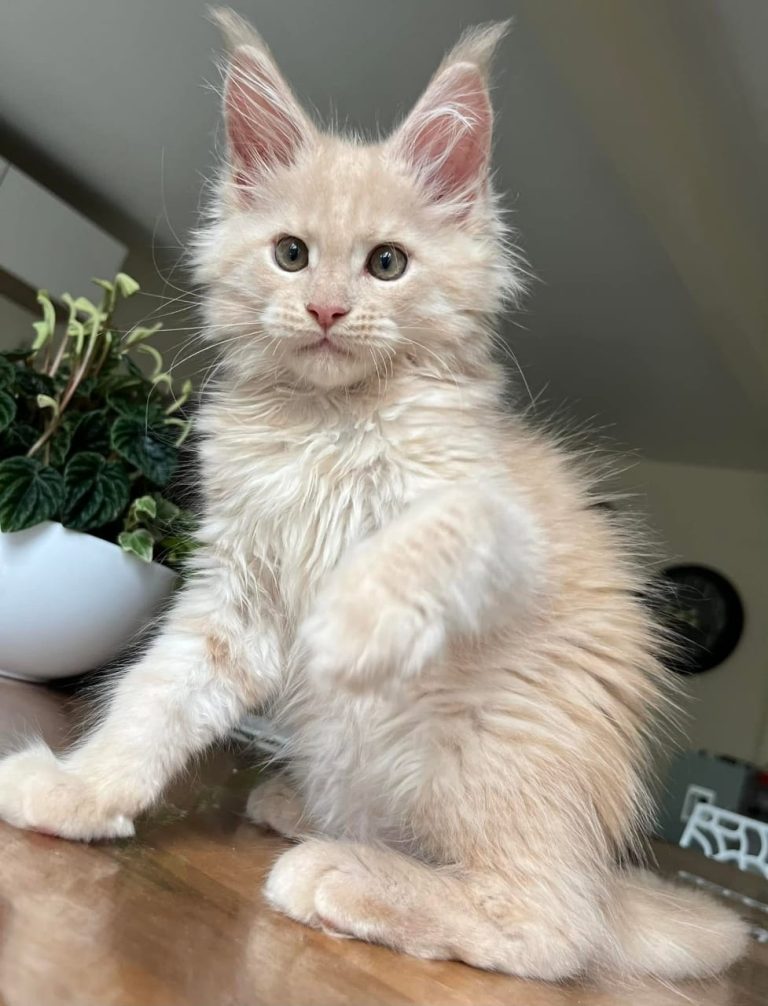 giant maine coon kittens for sale in ohio