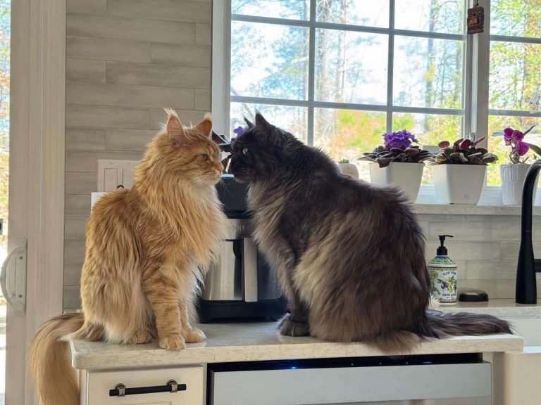 Maine Coon Kittens for Sale Alabama