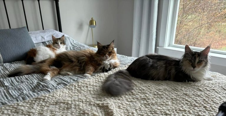 Maine Coon Breeders In Alabama