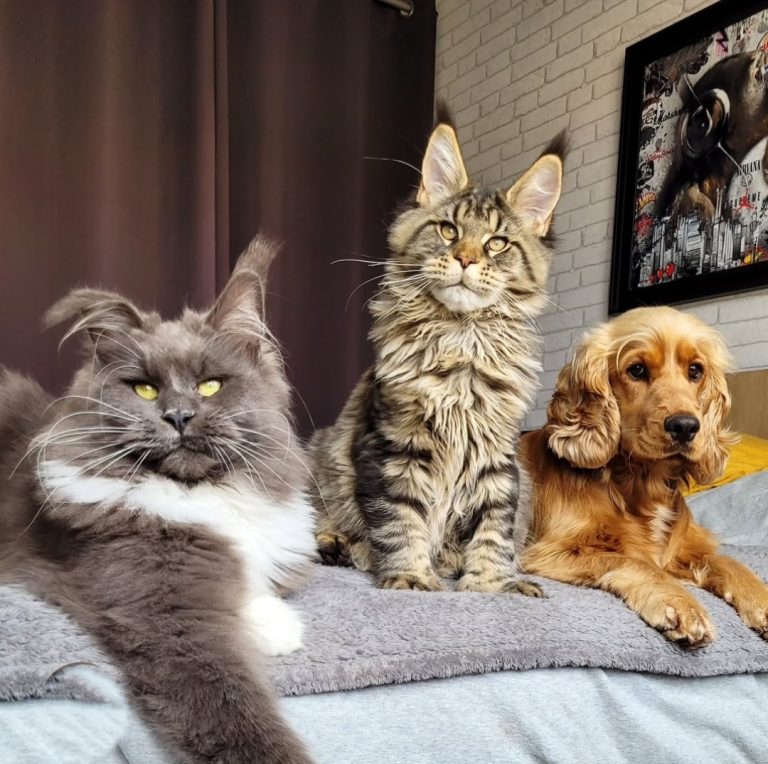 our maine coon kitten pricing alabama
