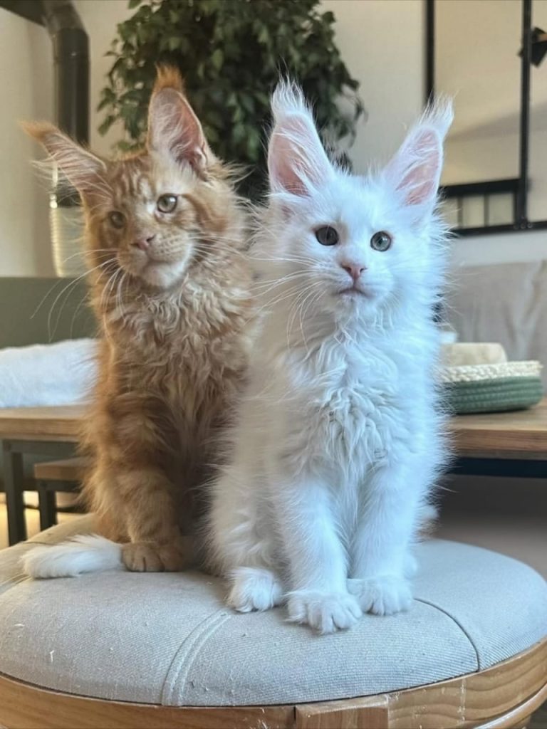 maine coon adoption process alabama from our cattery