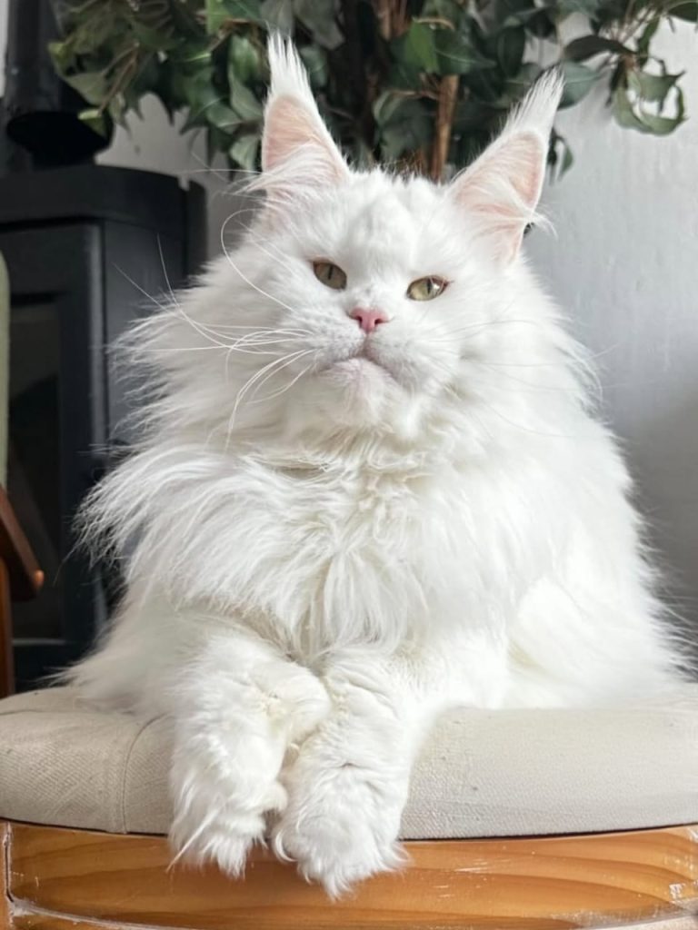 Maine Coon Kittens for Sale Alabama