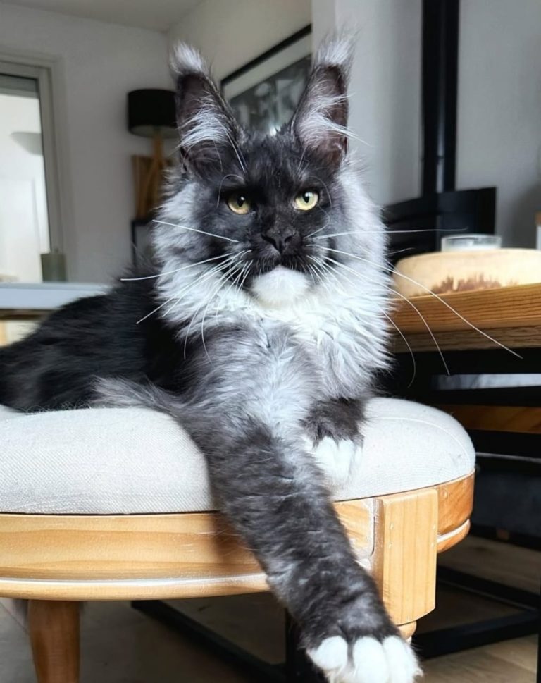 Maine Coon Breeders In Alabama