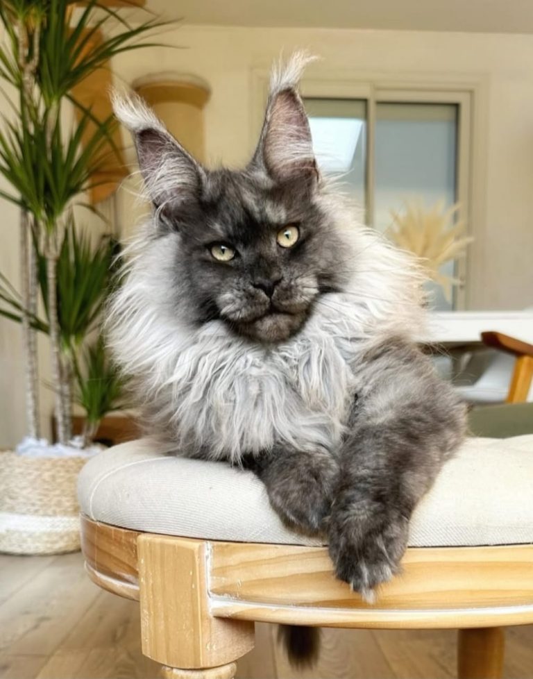 Black Smoke Maine Coon Kittens for Sale Alabama